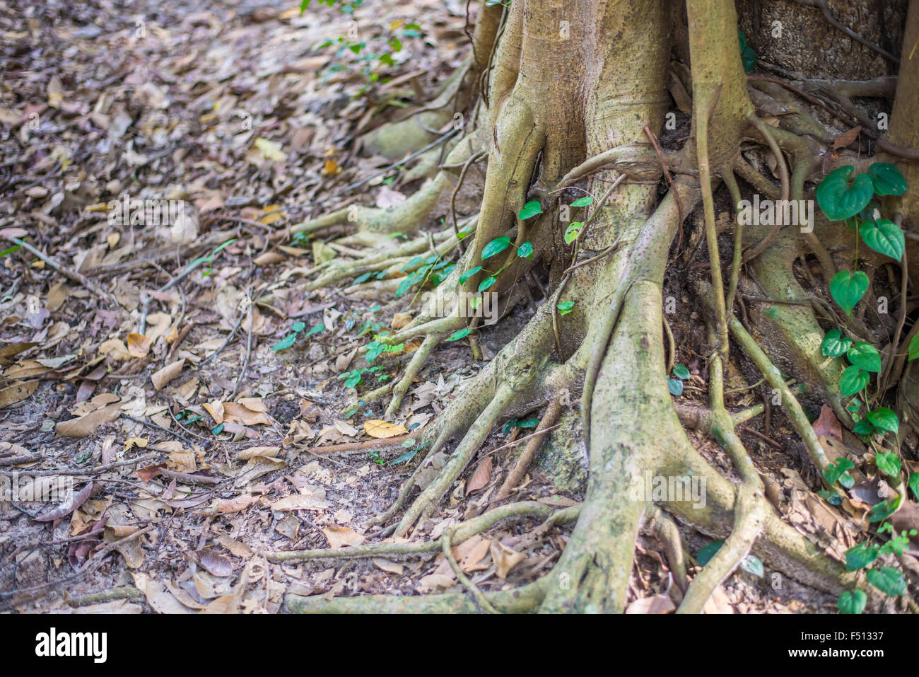 Las raíces de los árboles en el bosque. Green Foto de stock
