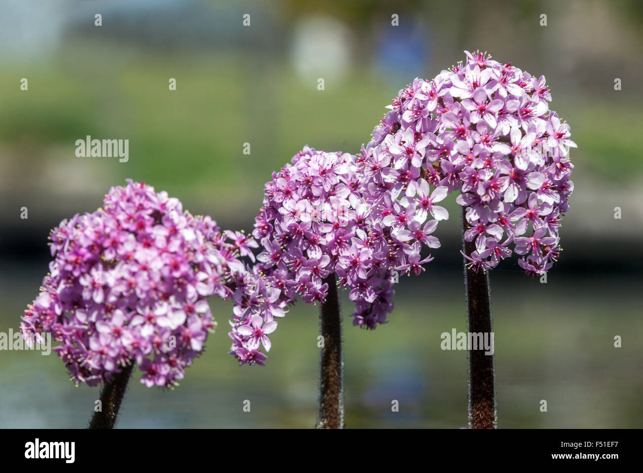 Planta paraguas fotografías e imágenes de alta resolución - Alamy