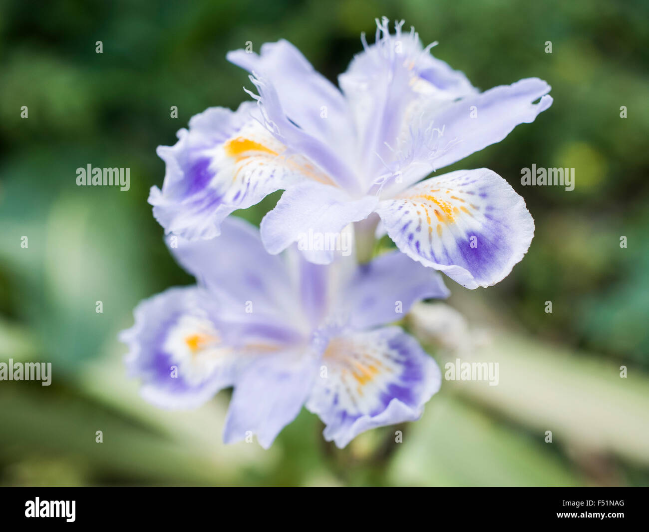 Flor de Iris japonica Fotografía de stock - Alamy
