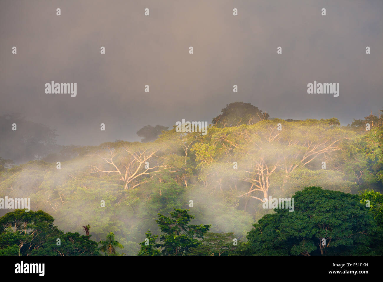 La primera luz y la niebla en el bosque lluvioso del Parque nacional Soberanía, República de Panamá. Foto de stock