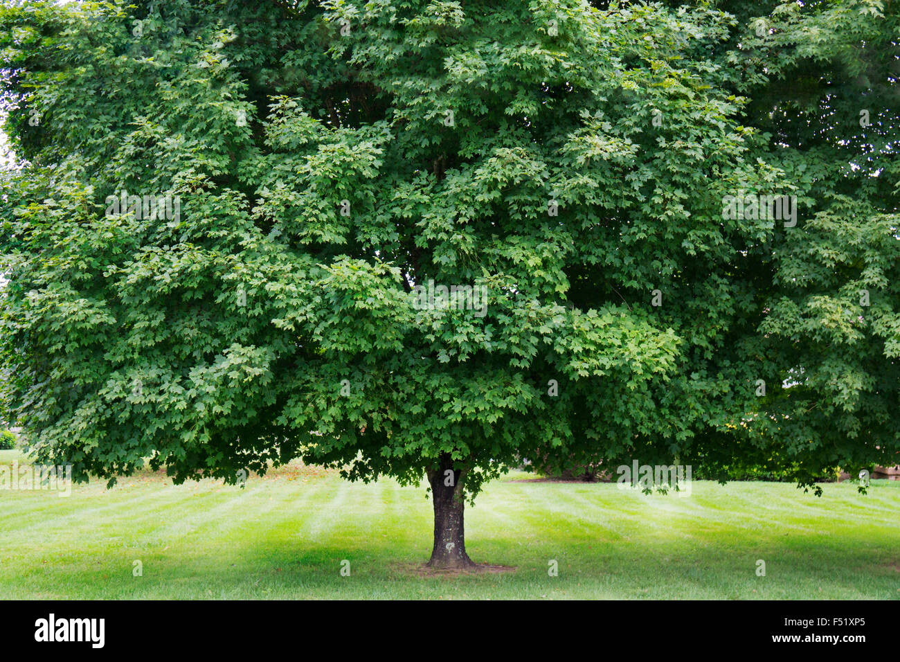 árbol frondoso fotografías e imágenes de alta resolución - Alamy