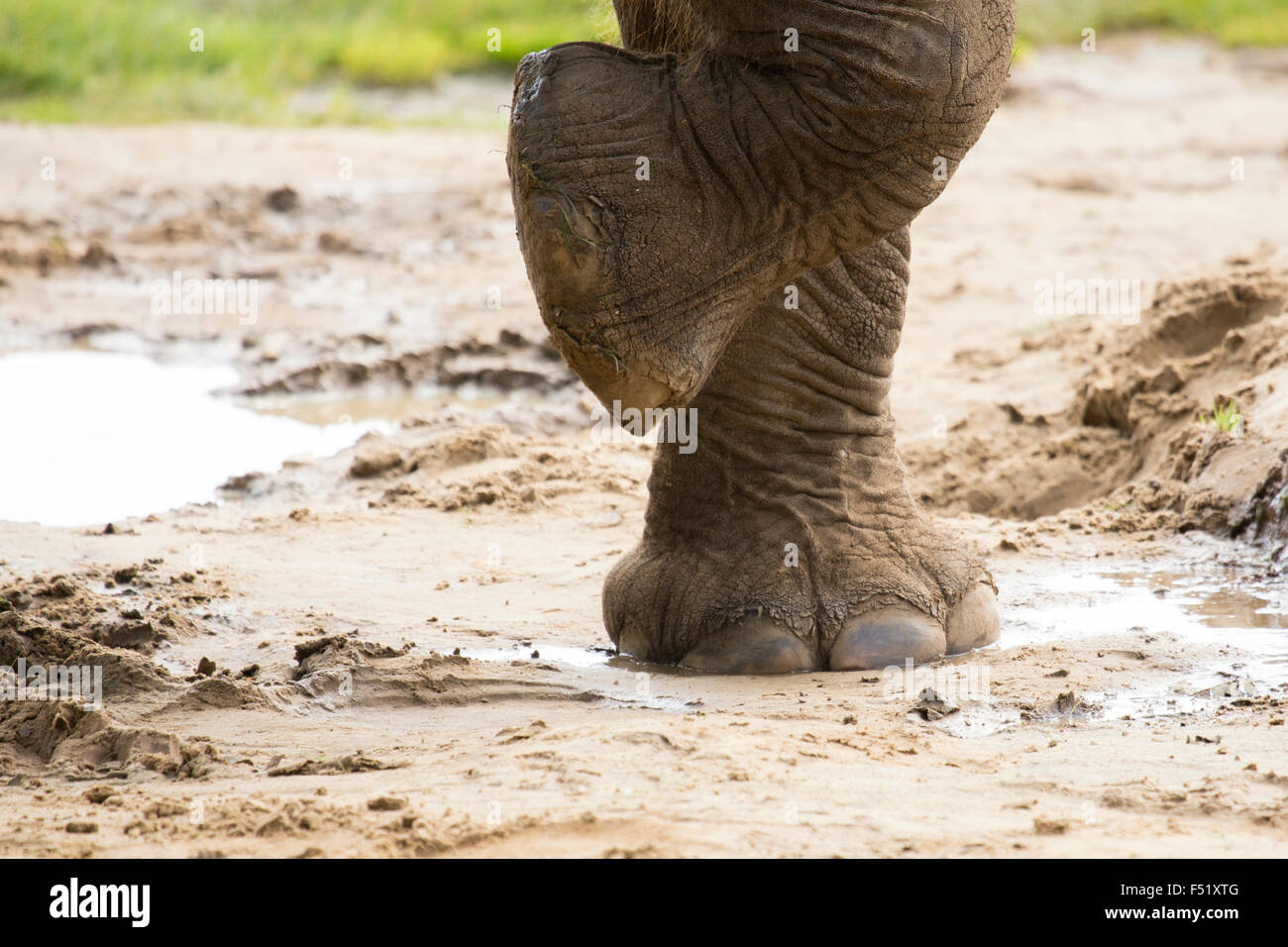 Cerca de elefantes pie Foto de stock