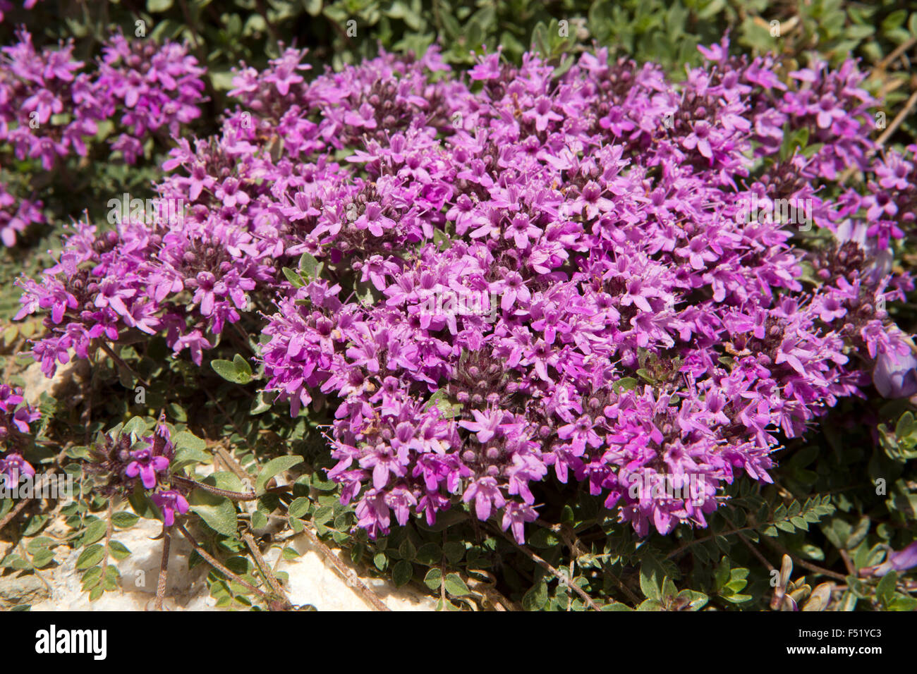 India, Himachal Pradesh, valle de Lahaul, Chhota Dara, púrpura himalayan azalea flores silvestres Foto de stock