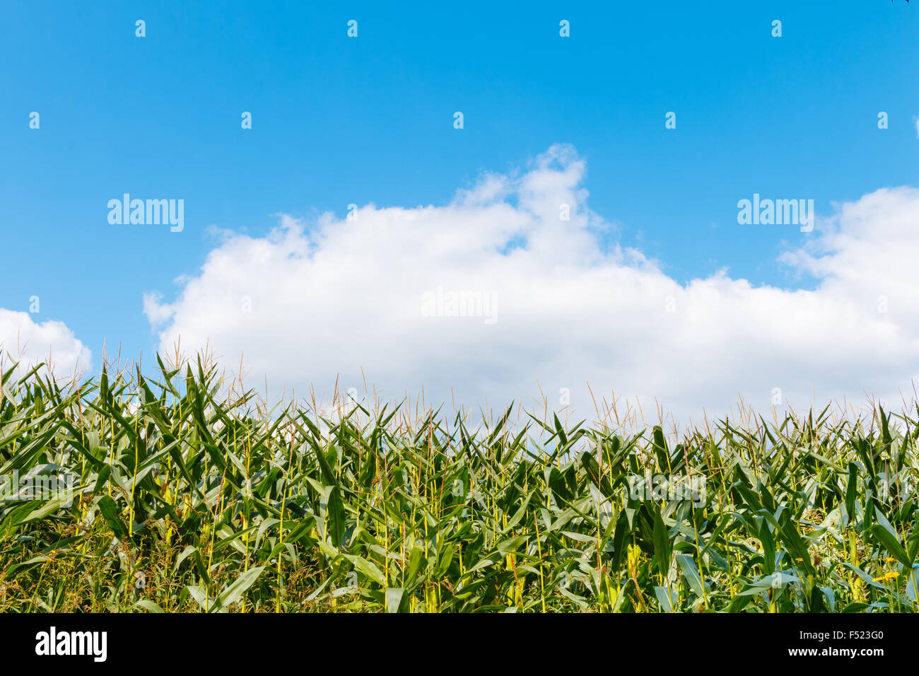 Arriba creciente campo de maíz en Francia Foto de stock