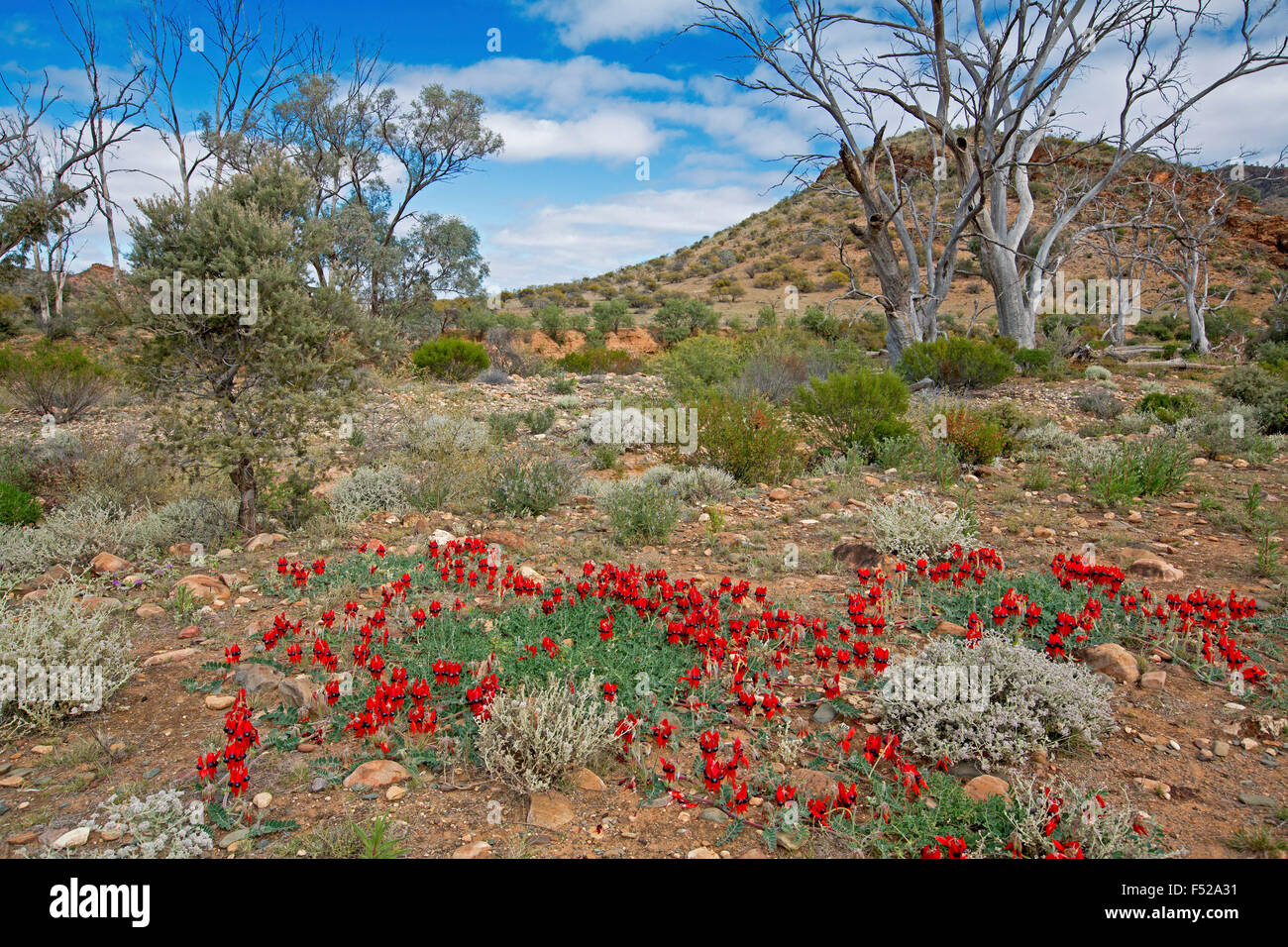 Paisaje en el outback de Australia con alfombra de flores rojas del espectacular desierto de Sturt, arveja Swainsona formosa & gum árboles bajo un cielo azul Foto de stock