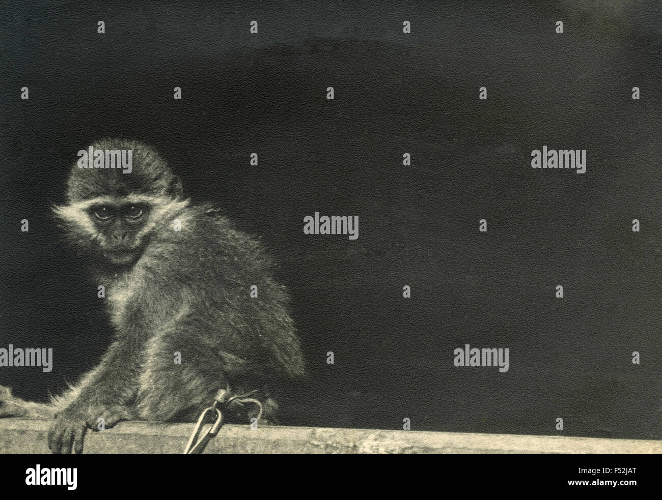 El mono mascota de la buena Nápoles Asmara, Eritrea Fotografía de stock -  Alamy