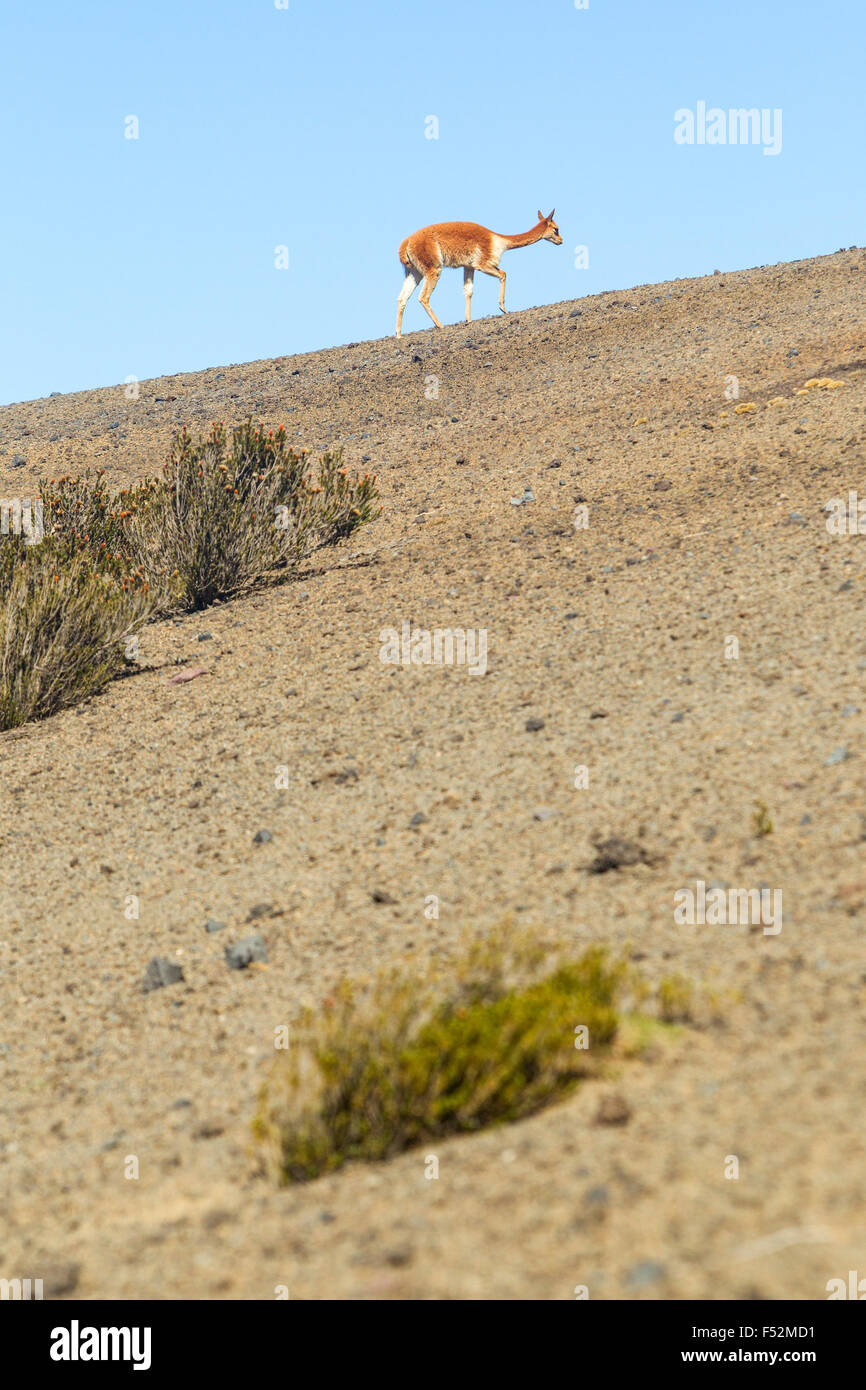 Vicugna vicugna o Vicuña macho una especie de camélidos específicas del altiplano andino en América del Sur dispararon en la salvaje en la Reserva Faunística Chimborazo en Ecuador Foto de stock