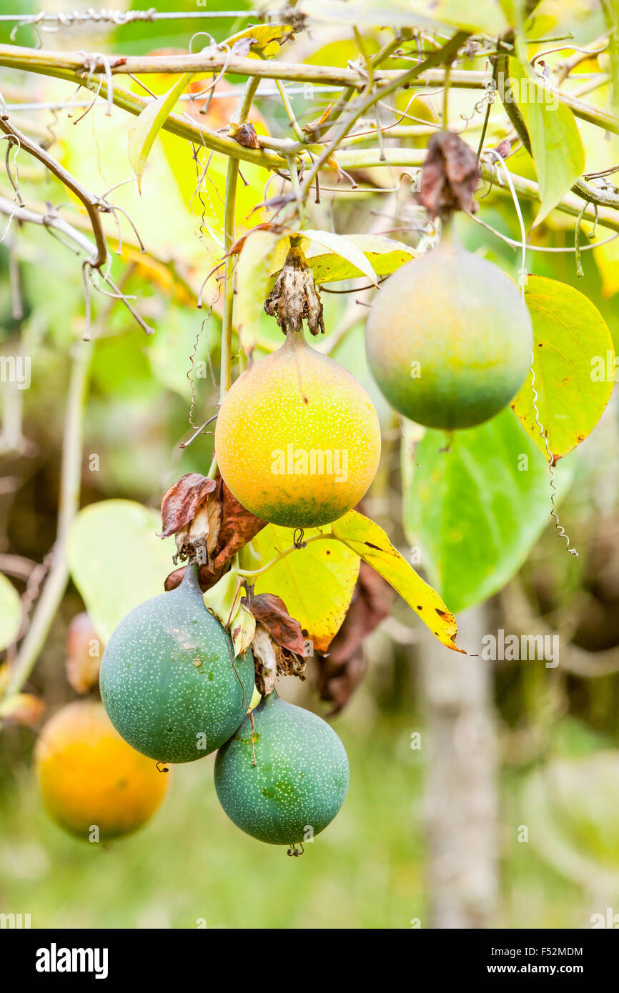 Granadilla fruit fotografías e imágenes de alta resolución - Alamy