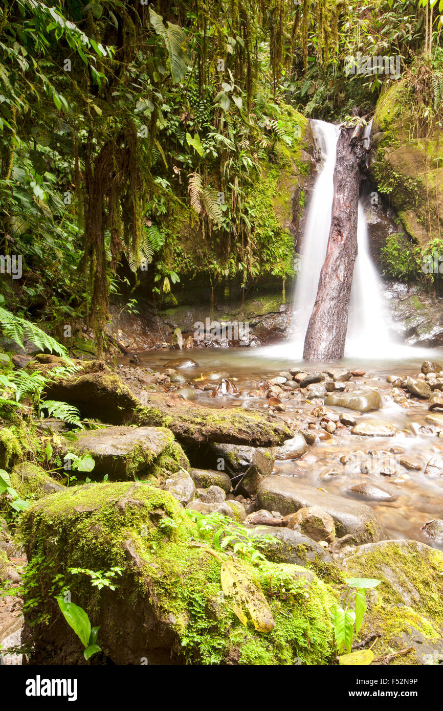 Una pequeña cascada en Mindo Ecuador complejos Fotografía de stock - Alamy