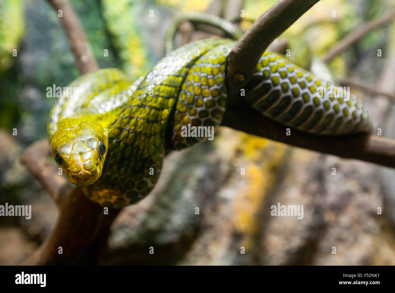 Pseustes Poecilonotus Polylepis también conocido como Falso Cobra Snake Shot Rainforest en Ecuador Foto de stock
