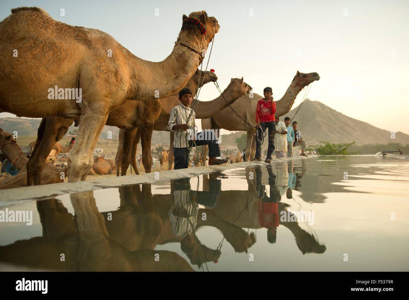 Los comerciantes del camello vender su ganado en la anual más grande del mundo feria de ganado en el desierto ciudad de Pushkar, en el estado indio Foto de stock