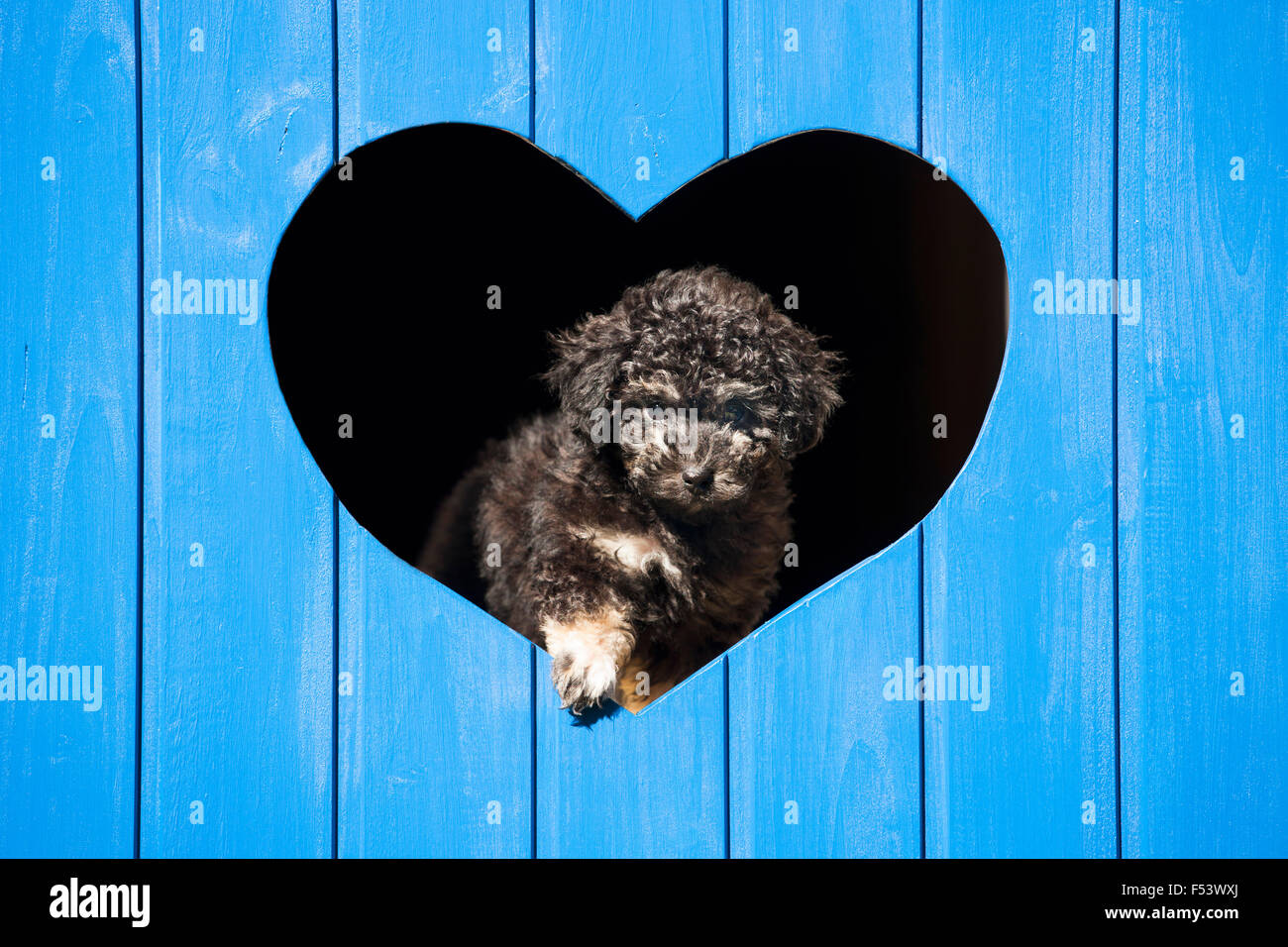 Toy Poodle, cachorro, negro y marrón, mirando a través del corazón en la pared de madera azul Foto de stock