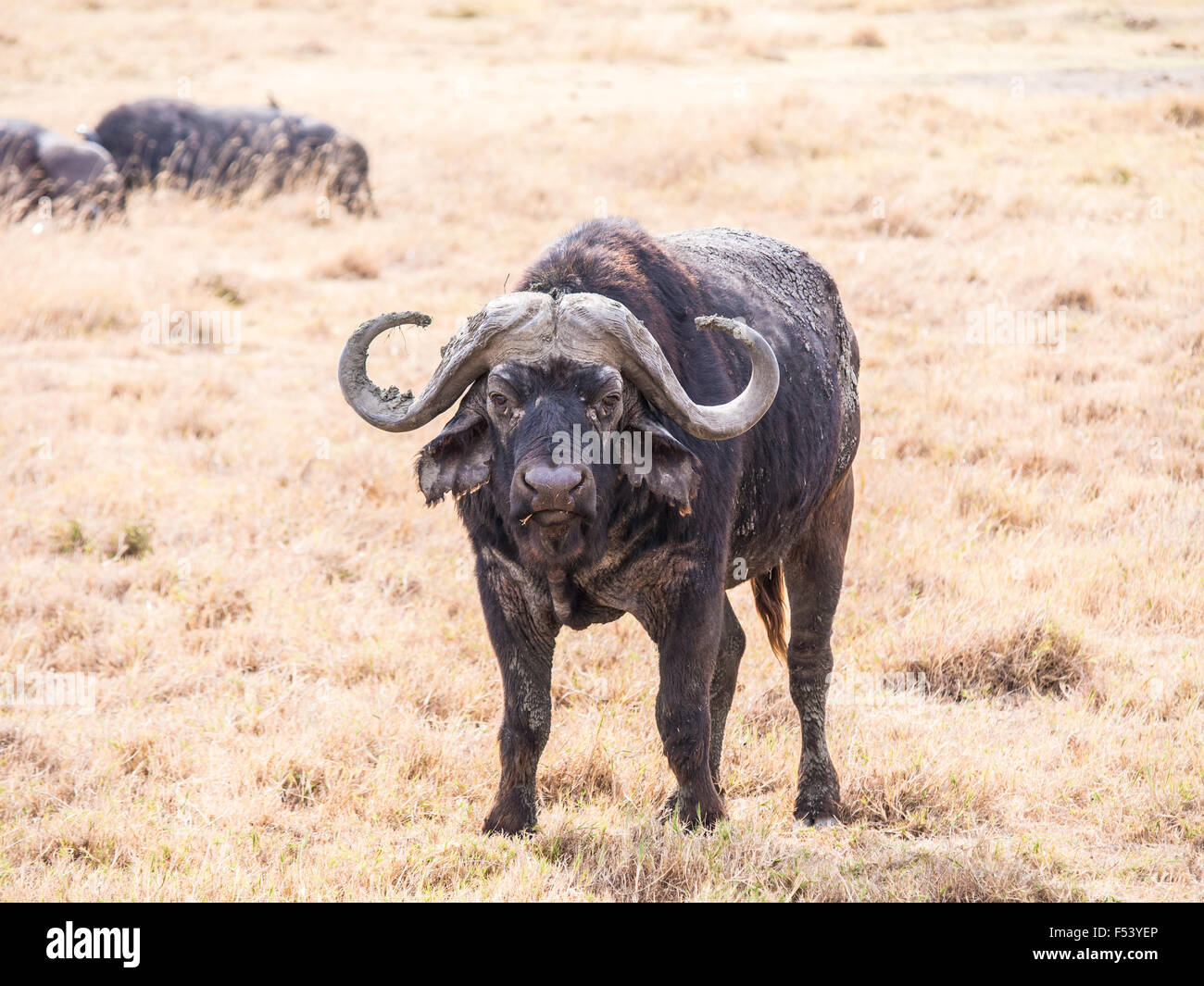 El búfalo africano (Syncerus caffer caffer) en el cráter del Ngorongoro en Tanzania, África. Foto de stock
