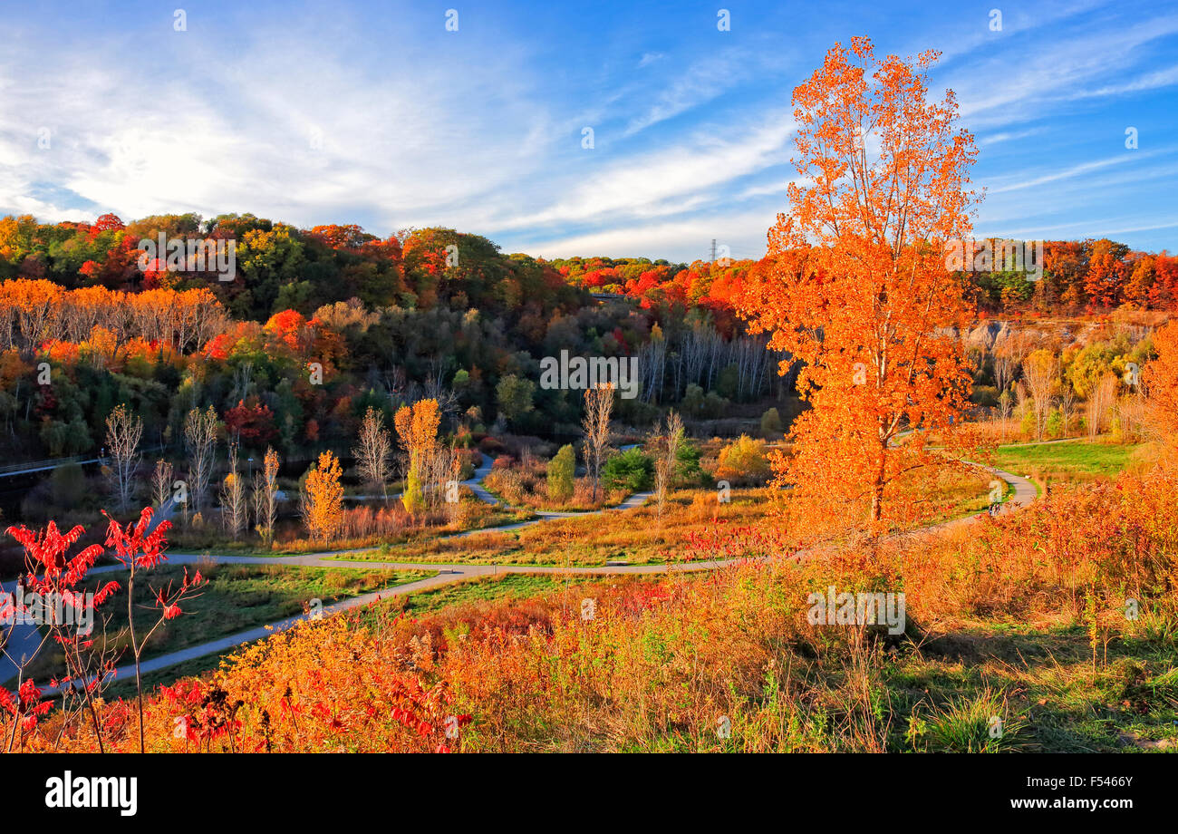 Evergreen Brick trabaja con brillante y hermoso color en el otoño en Don Valley, Toronto Foto de stock