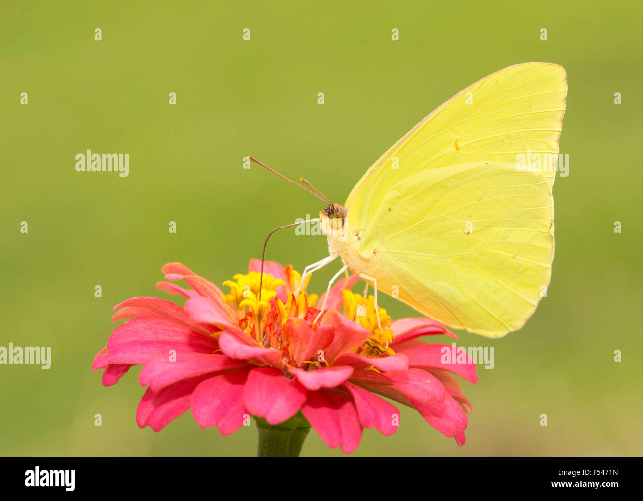 Hermosa, brillante y amarillo azufre sin nubes de mariposas macho alimentándose de una flor Zinnia rojas contra el fondo verde soleado Foto de stock
