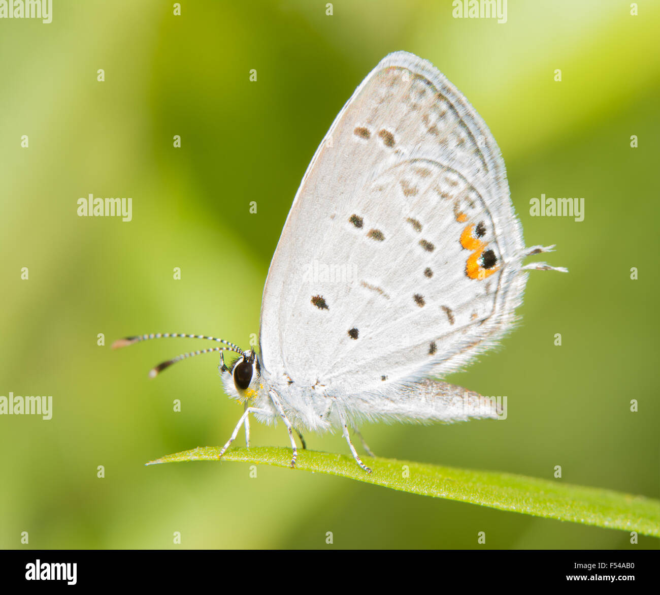 Diminutivo de cola Oriental mariposa azul descansando sobre una brizna de hierba contra el fondo verde de verano Foto de stock