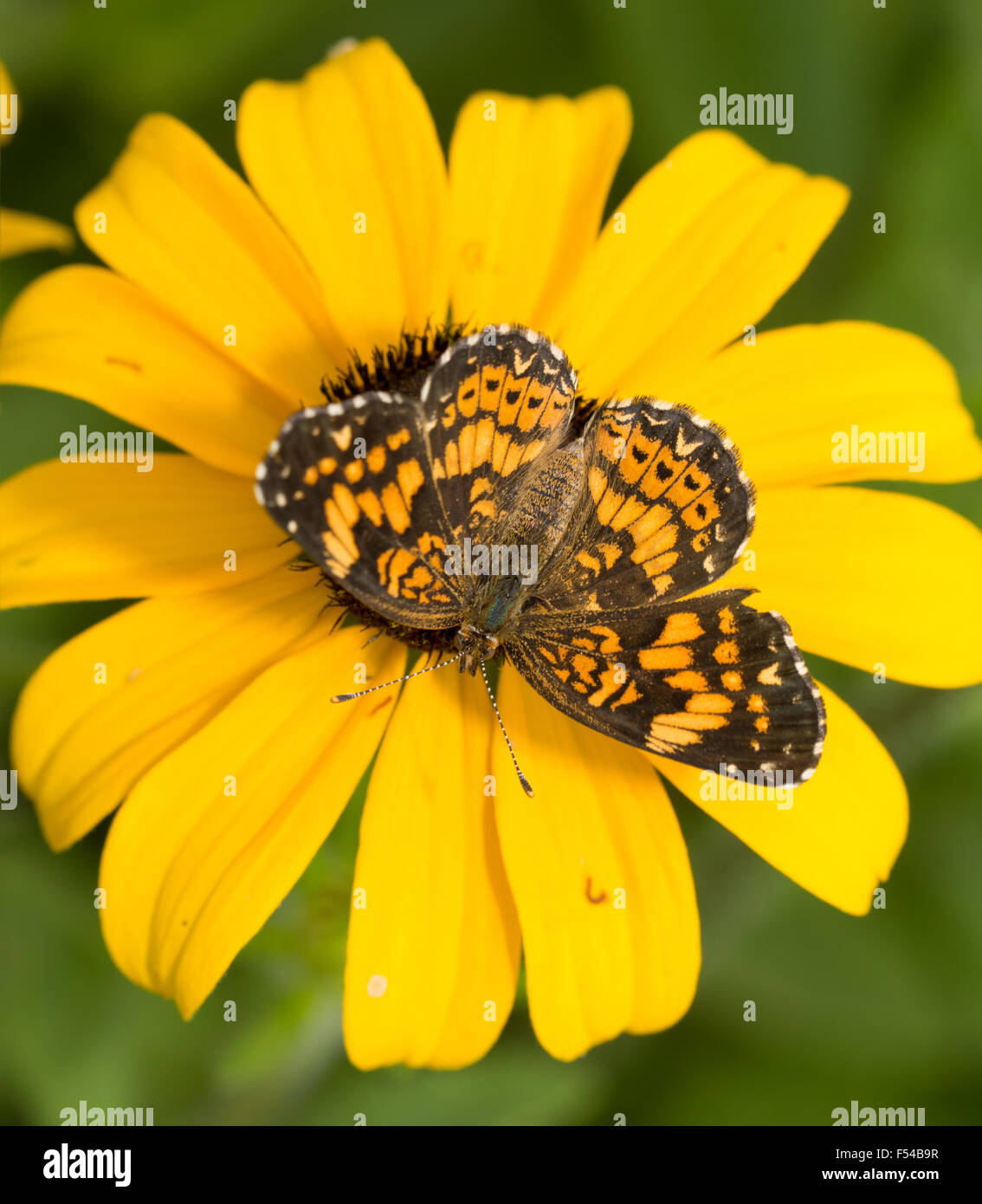 Vista dorsal de un Gorgone Checkerspot butterfly sobre fondo amarillo Black-eyed Susan flor Foto de stock