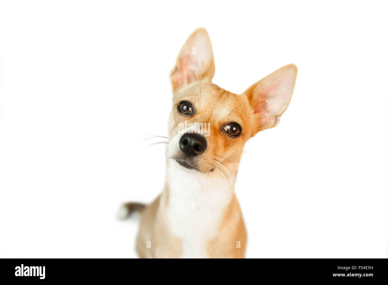 Lindo perro con las orejas puntiagudas Fotografía de stock - Alamy