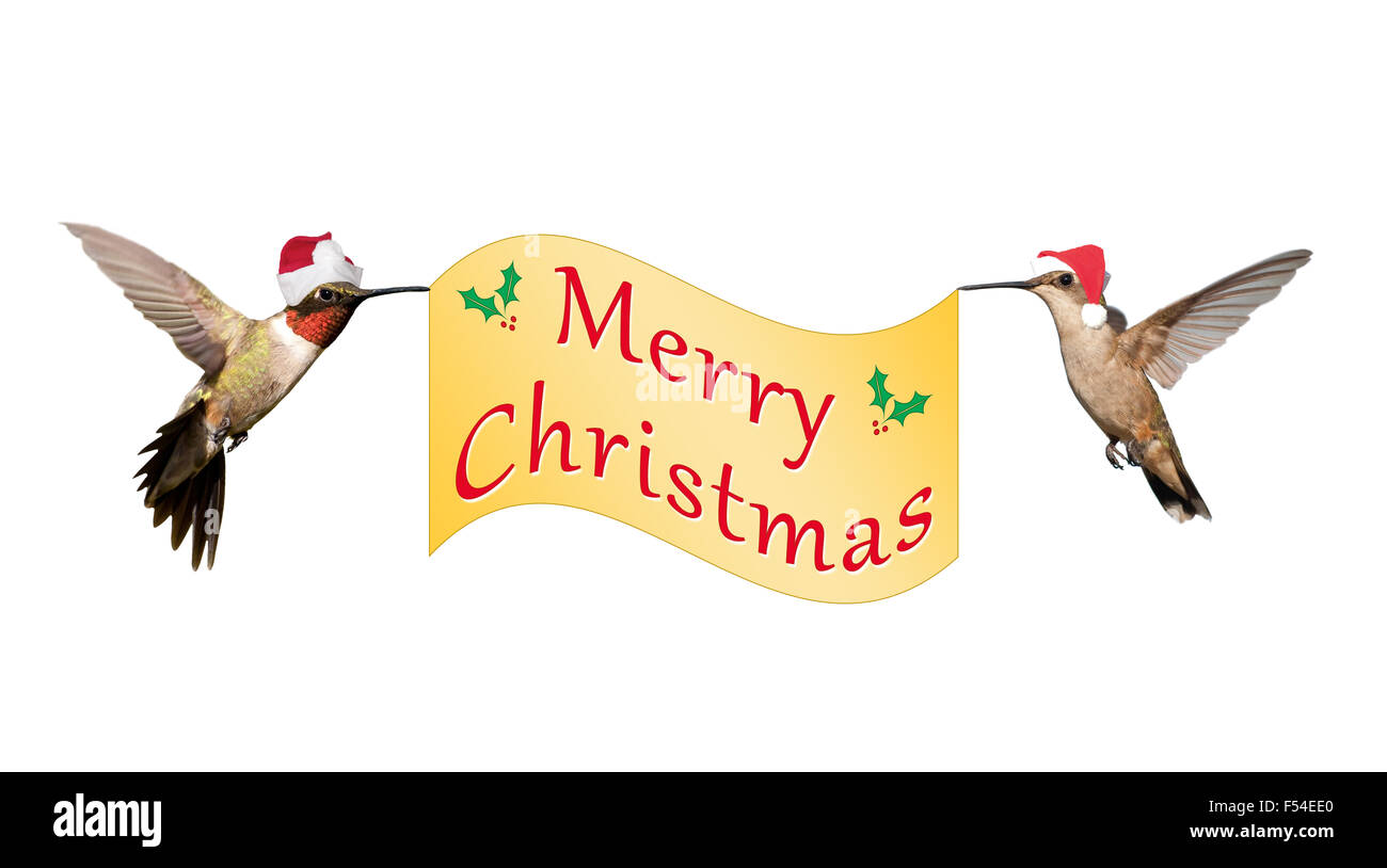 Colibríes llevar gorro de Papá Noel llevando una pancarta con texto de oro ¡Feliz Navidad! Foto de stock
