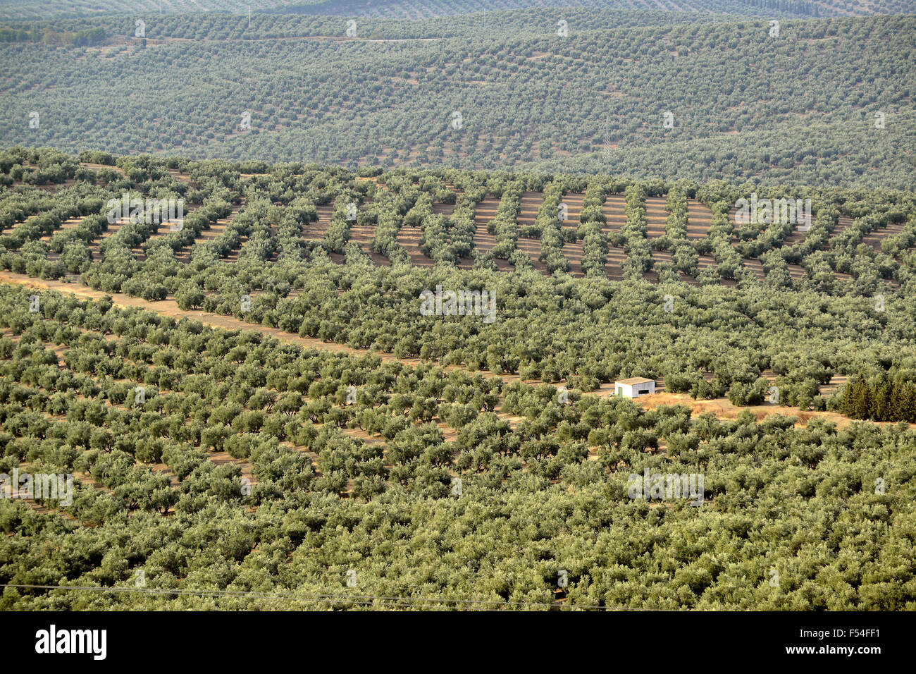 Los olivares de Úbeda en Andalucía España Foto de stock