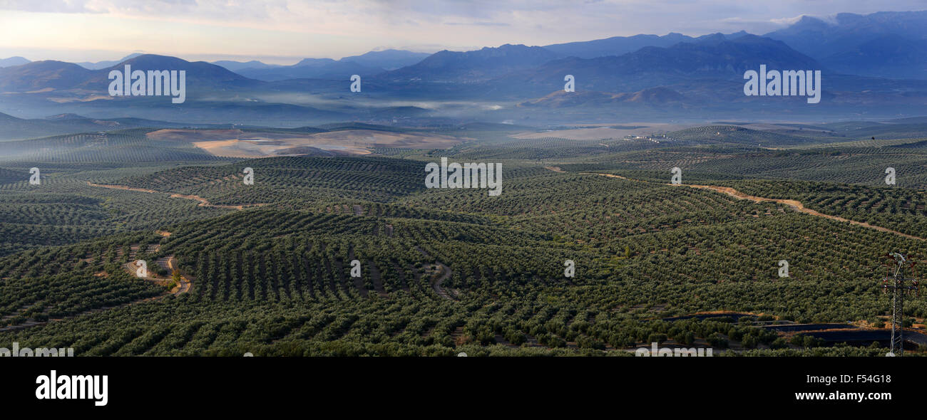 Vista panorámica de los olivares y el Parque Natural de Sierra Magina Ubeda en Andalucía España Foto de stock
