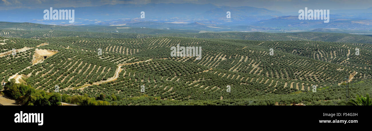 Vista panorámica de los olivares y el Parque Natural de Sierra Magina Ubeda en Andalucía España Foto de stock