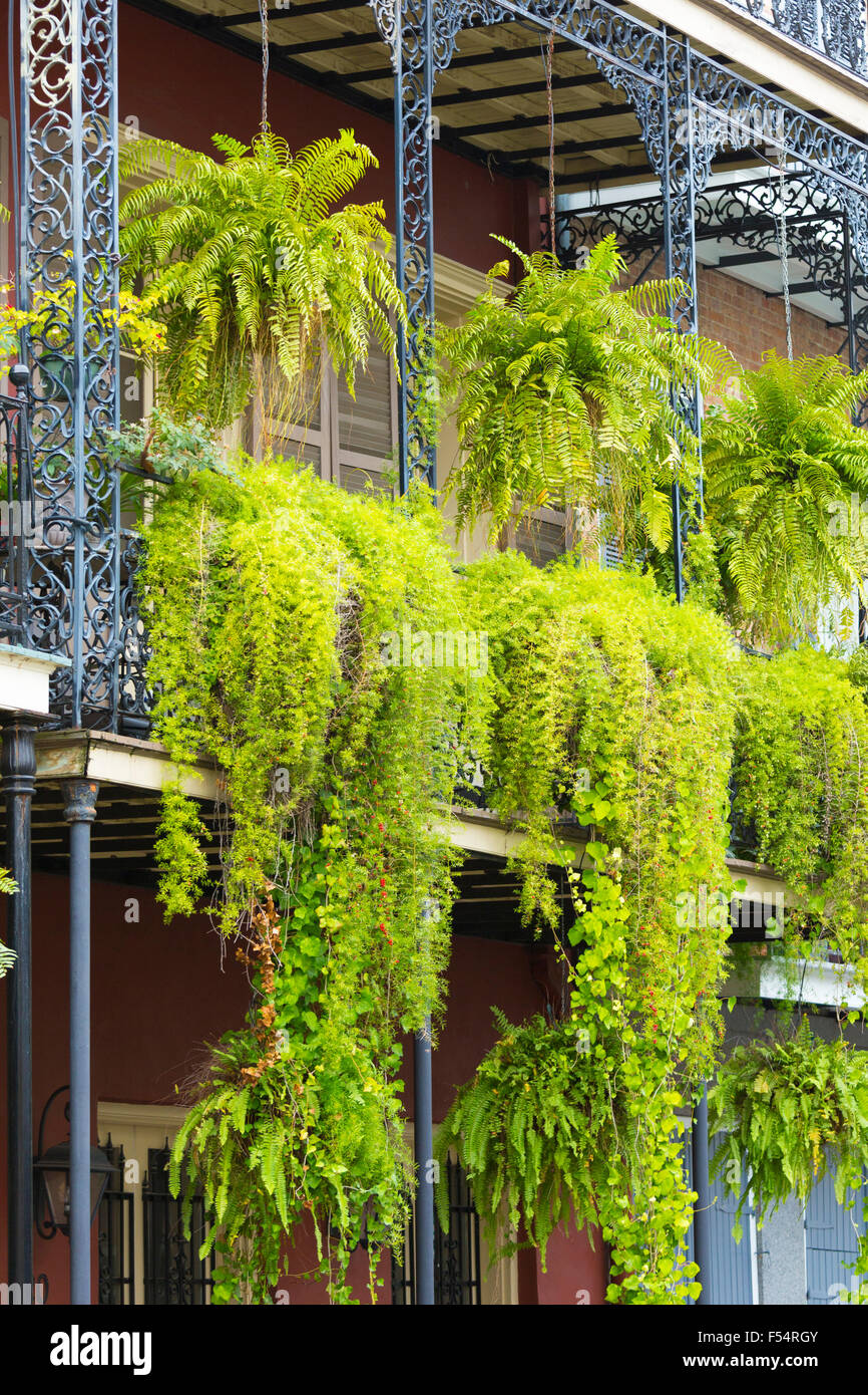 Polvoriento seguridad Bastante Cubierto de plantas colgantes en hierro forjado balcón galería de calados  en San Felipe Street, el Barrio Francés de Nueva Orleans, EE.UU Fotografía  de stock - Alamy