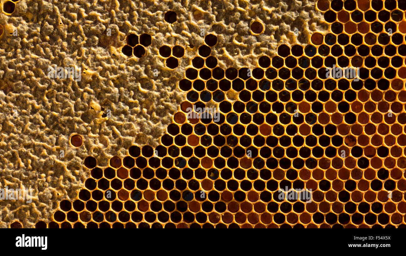 Enjambre de abejas en su colmena como los apicultores recogen miel para la temporada. Foto de stock