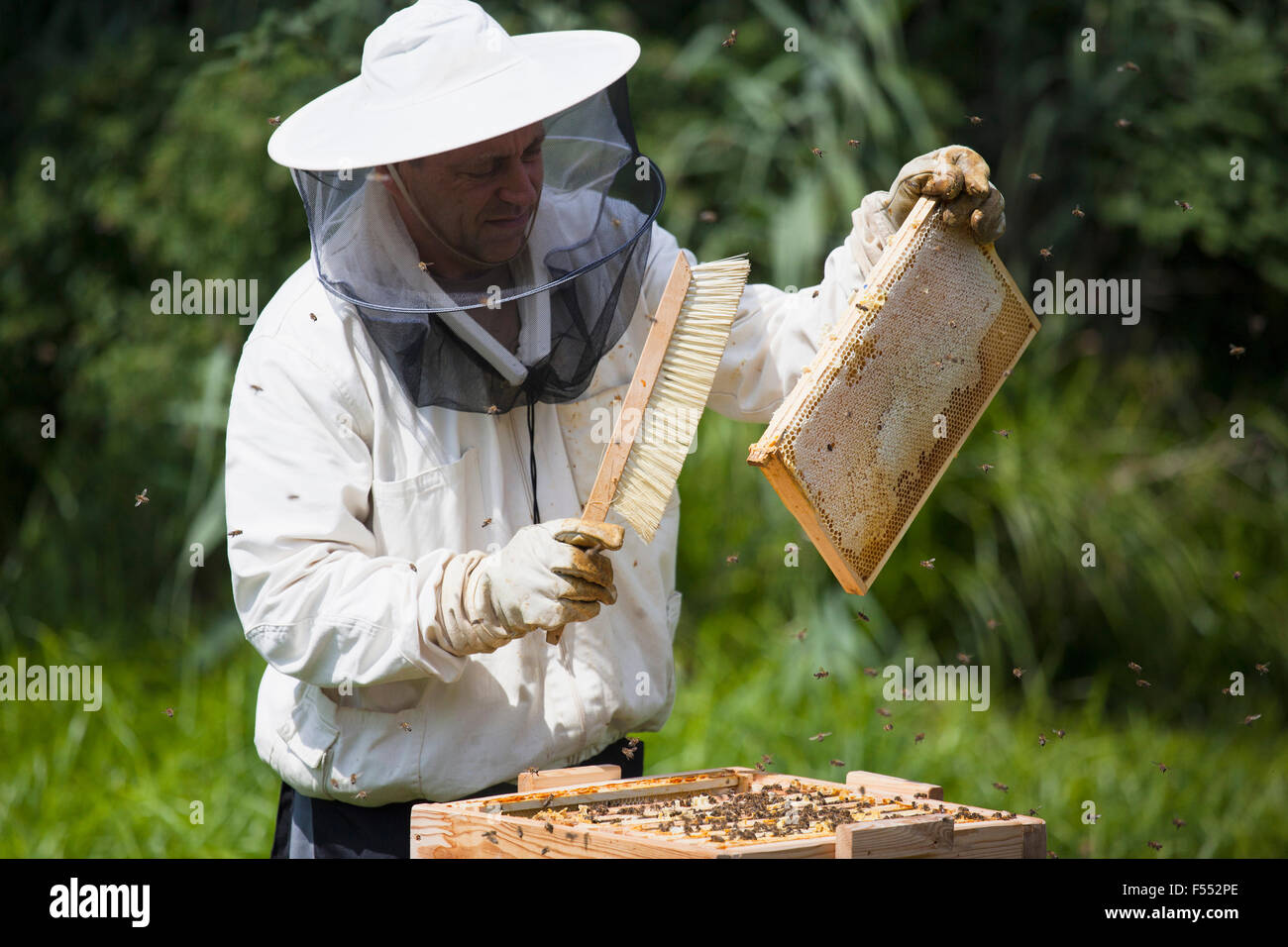 El apicultor de cepillado del bastidor de colmena de abejas en la granja Foto de stock