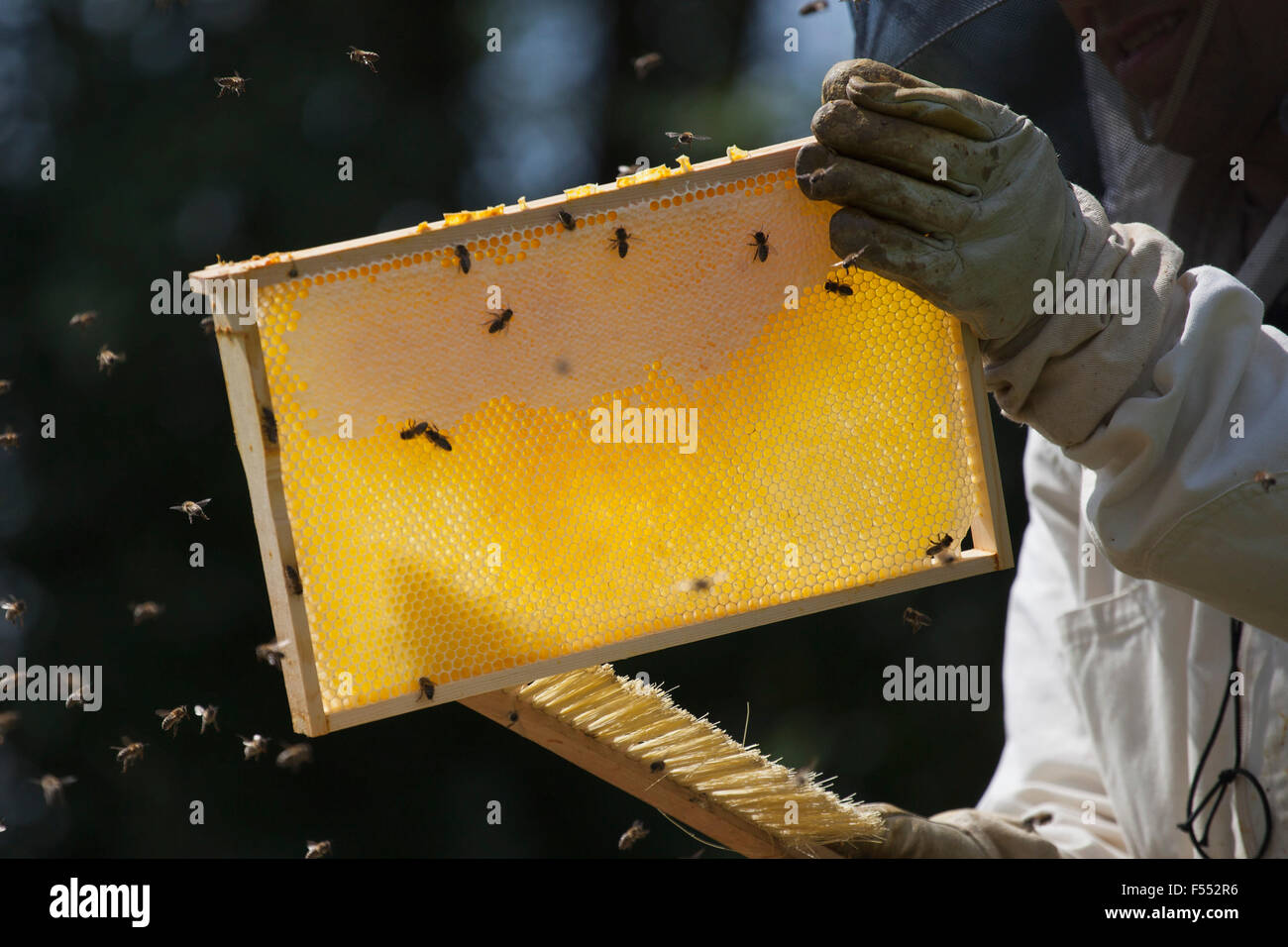 Central de apicultor cepillando las abejas de colmena en la granja Foto de stock