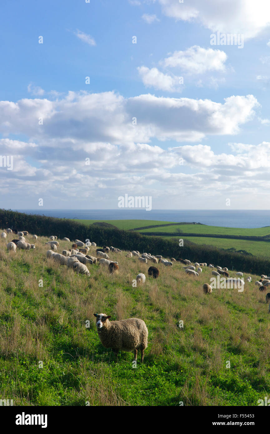 Ovejas pastando en 'aldea agrícola" East Portlemouth, South Devon, Reino Unido Foto de stock