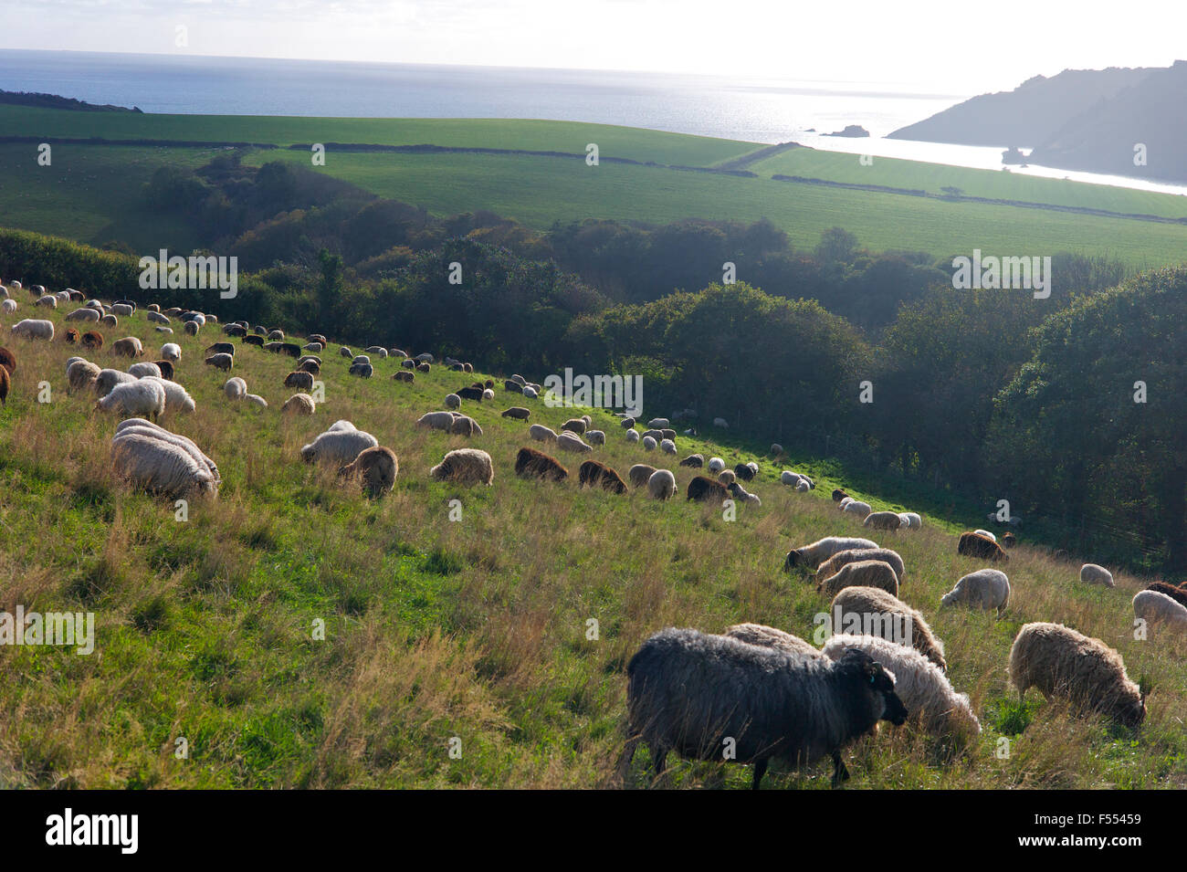 Ovejas pastando en 'aldea agrícola" East Portlemouth, South Devon, Reino Unido Foto de stock