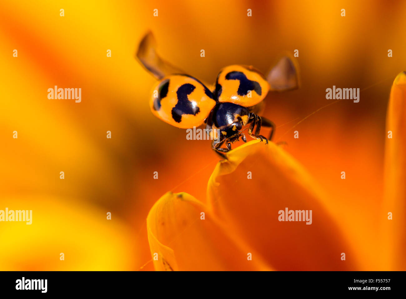Lady Beetle encima de un pétalo de flor va a volar. Foto de stock