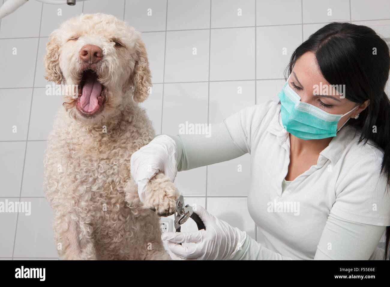 Beneficios de cortar el pelo a tu perro o gato  H Veterinario Nacho Menes