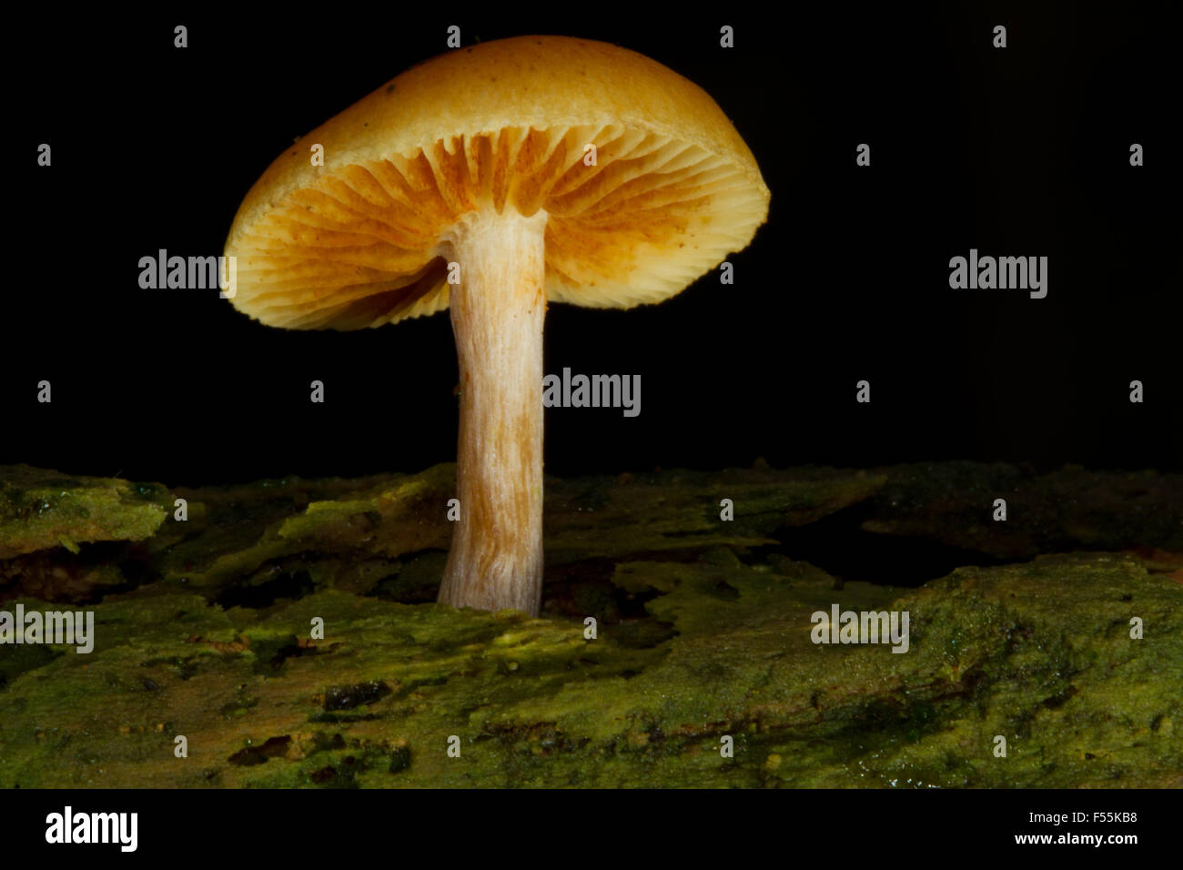 Tiny mushroom, probablemente Psathyrella piluliformis, creciendo sobre madera podrida Foto de stock