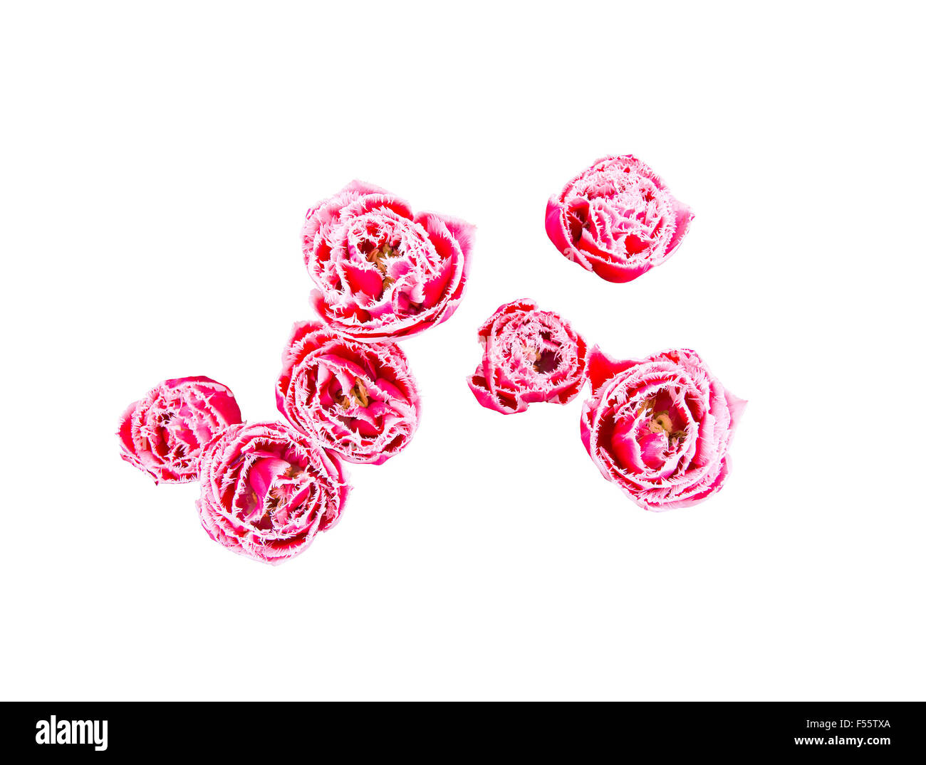 Siete rosas con frosty mirar aislado en blanco Foto de stock
