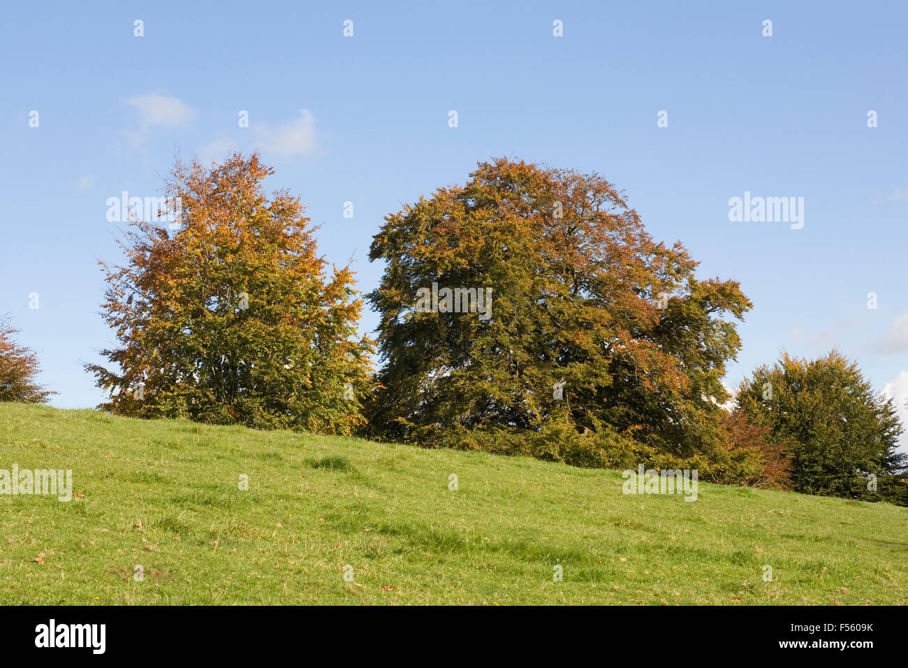 Árboles otoñales en la campiña inglesa. Foto de stock