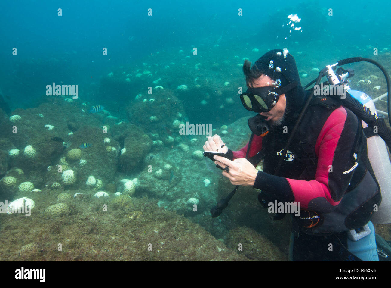 Buceador científico tomando notas durante el blanqueamiento de coral en la isla Alcatrazes Costa, estado de Sao Paulo, Brasil. Foto de stock