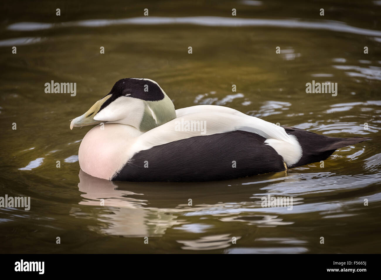 Slimbridge Wildfowl - Eider Duck Foto de stock