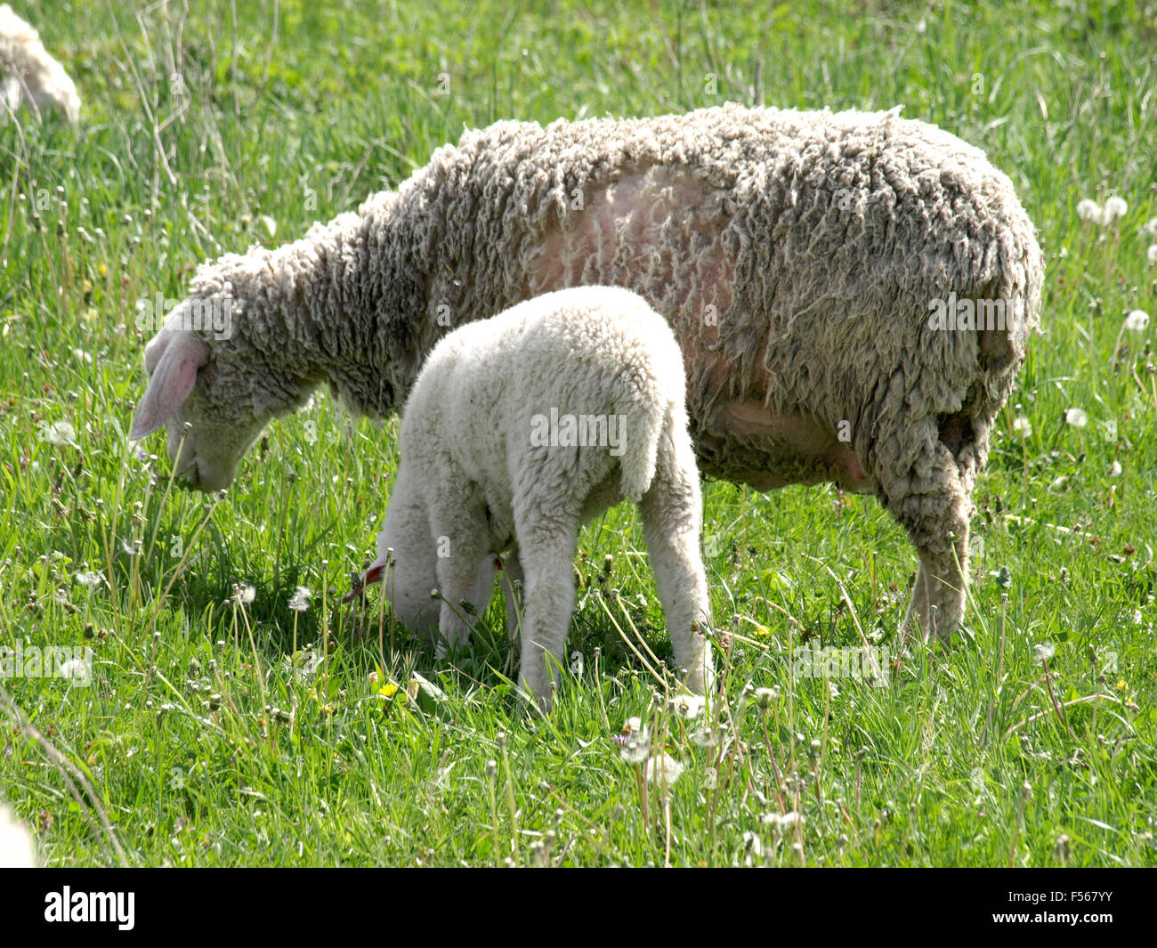 Un primer plano de un rebaño de ovejas pastando en un prado. Foto de stock