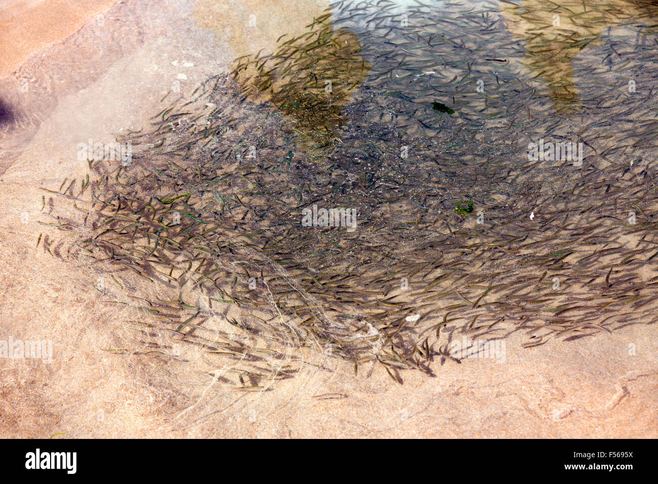 El pescado ; Shoal atrapados en una piscina con marea baja Cornwall; UK Foto de stock