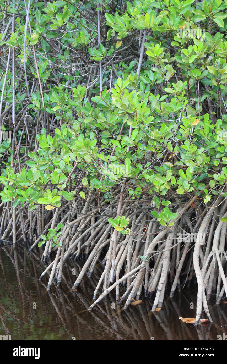 Mangle que crece en las zonas tropicales de Australia Foto de stock