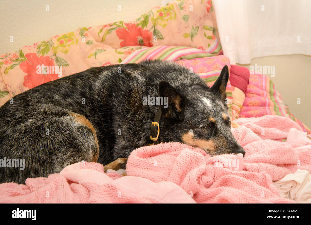 Talonador azul o perro de ganado australiano contrajo fiebre del Valle, la  coccidioidomicosis, en Tucson, Arizona, EE.UU Fotografía de stock - Alamy