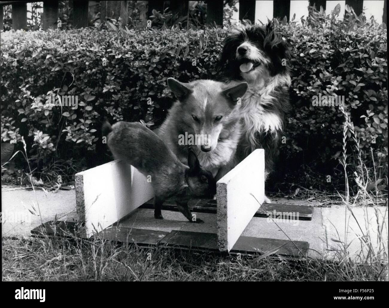 1962 - Corre conejo!! ''Pero siento correr hacia abajo'', dice Maryanne el conejo. ''Lo que realmente necesita.'' comienza a Buster el Corgie Doggo-Vite ''.'' concluye Jess. Todo esto se lleva a cabo en la Sra. Olive Tate's back yard en Bexleuheath. © Fotos Keystone USA/ZUMAPRESS.com/Alamy Live News Foto de stock