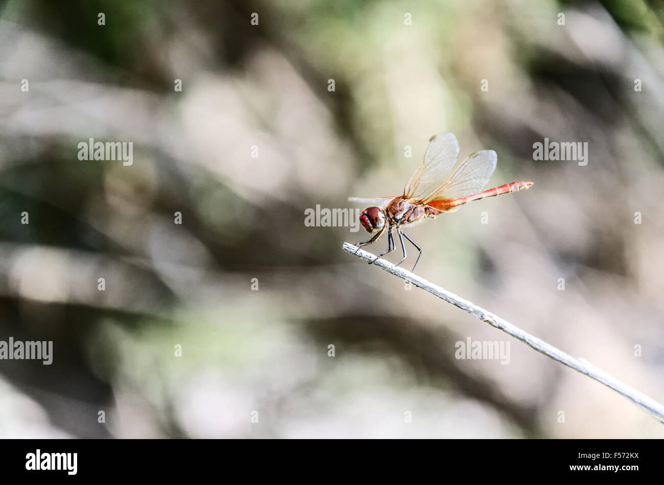 Una libélula es un insecto pertenecientes al suborden Anisoptera Foto de stock