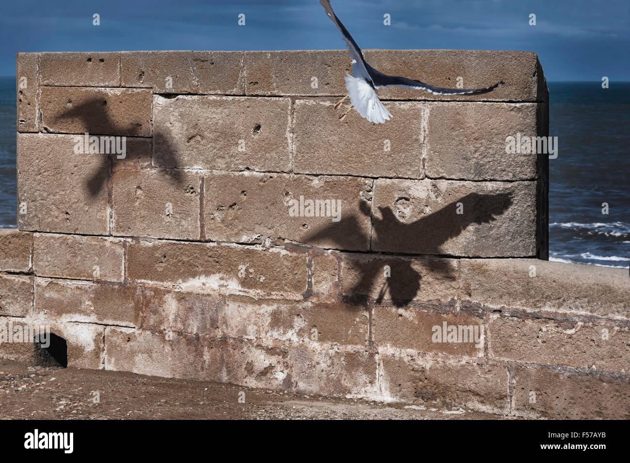 Gaviota volar sombras contra el muro de piedra. Foto de stock