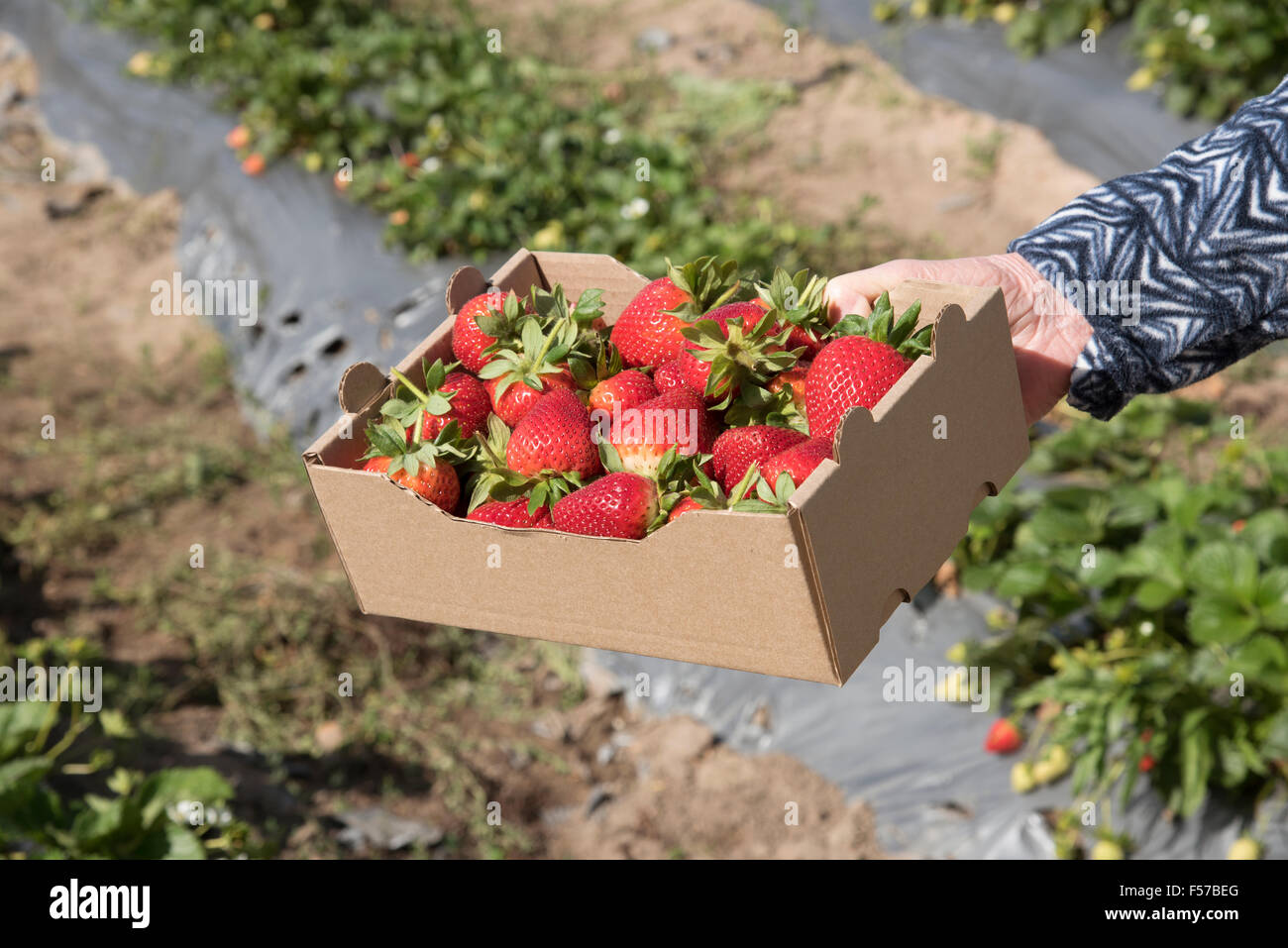 1 Kg De Fresas Frescas En Una Caja De Plástico Sobre Fondo De Madera Gris  Imagen de archivo - Imagen de fresas, gris: 178246975