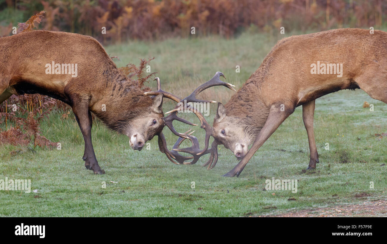 Par de ciervos rut de ciervo rojo (Cervus elaphus) combates, duelos o sparring en una fresca mañana. Foto de stock
