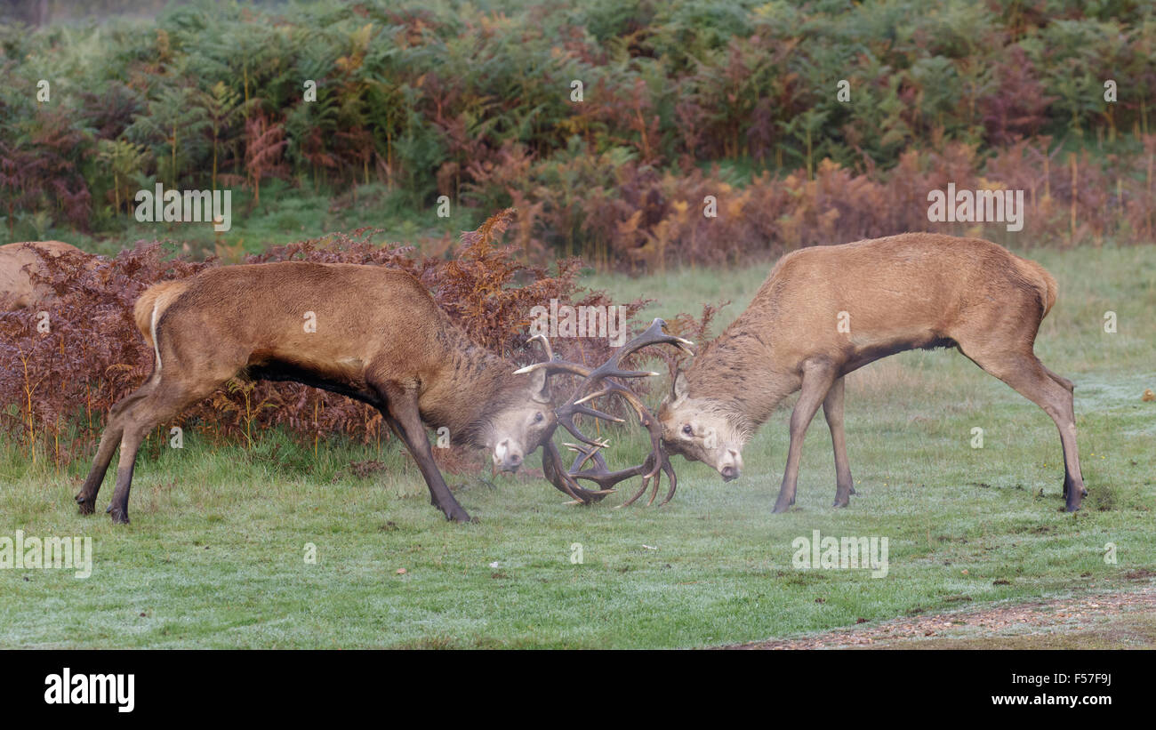 Par de ciervos rut de ciervo rojo (Cervus elaphus) combates, duelos o sparring en una fresca mañana. Foto de stock