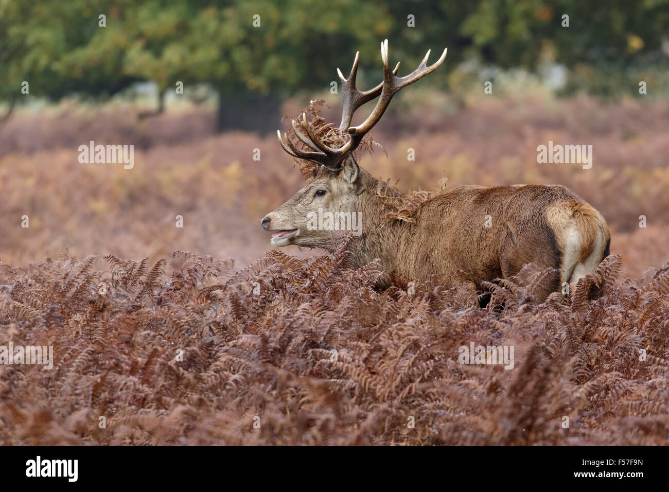 Rut ciervo el ciervo colorado (Cervus elaphus) entre el helecho en otoño. Foto de stock
